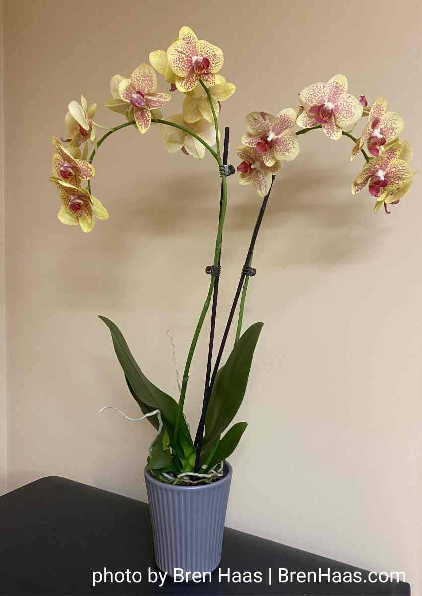 Healthy Orchid in home office