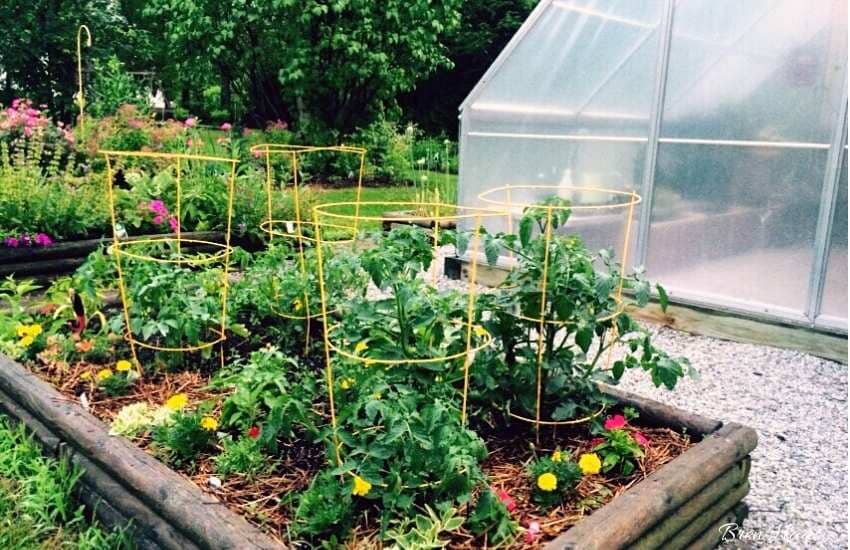 raised bed with greenhouse