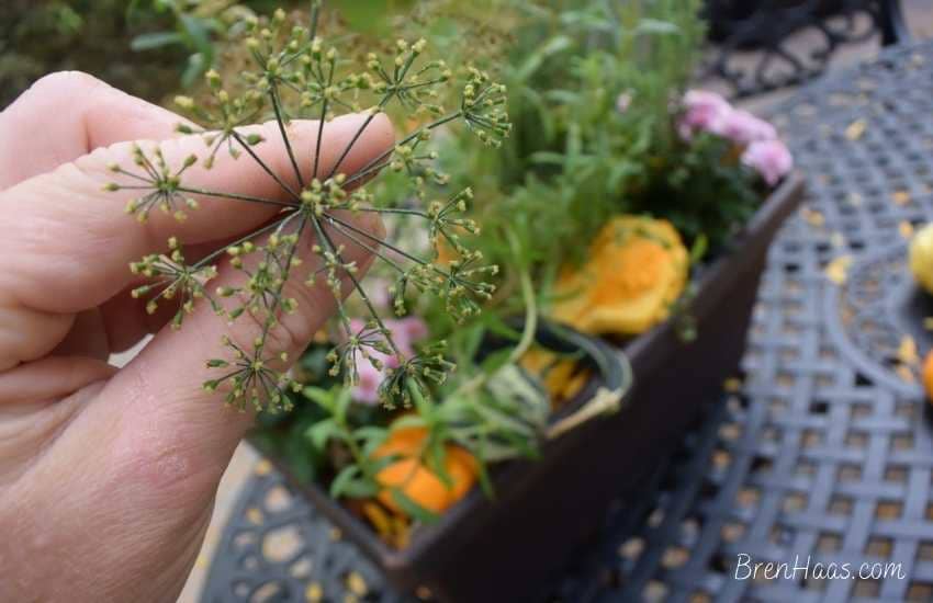fennel is a sweet herb used in cooking