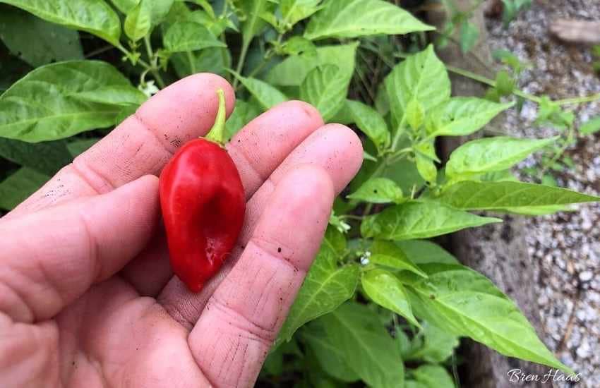 Habanero Primero Red Pepper