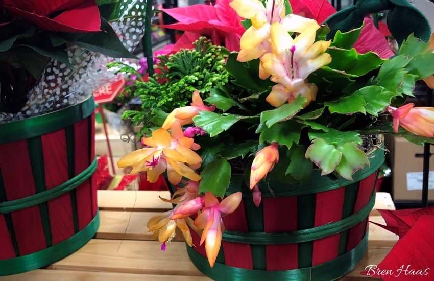 Christmas Cactus in Container Combo