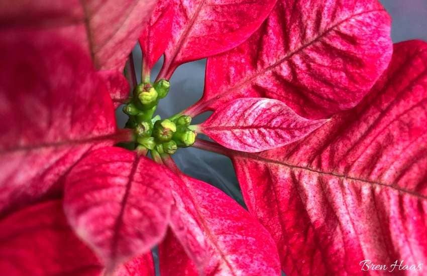 4 Basic Tips To Keep A Poinsettia Blooming Indoors – Bren Haas