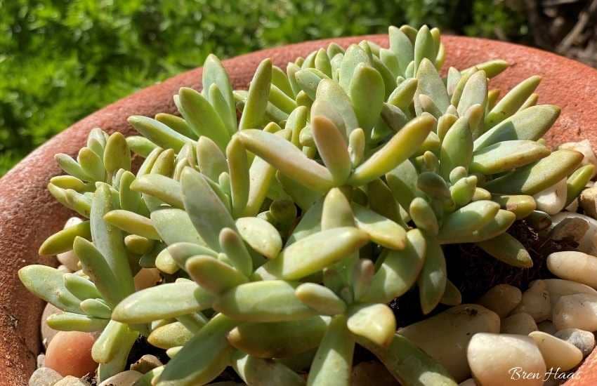 blue pearl succulent in container