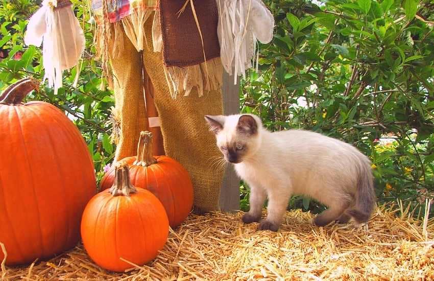 Boo Kitty at Halloween