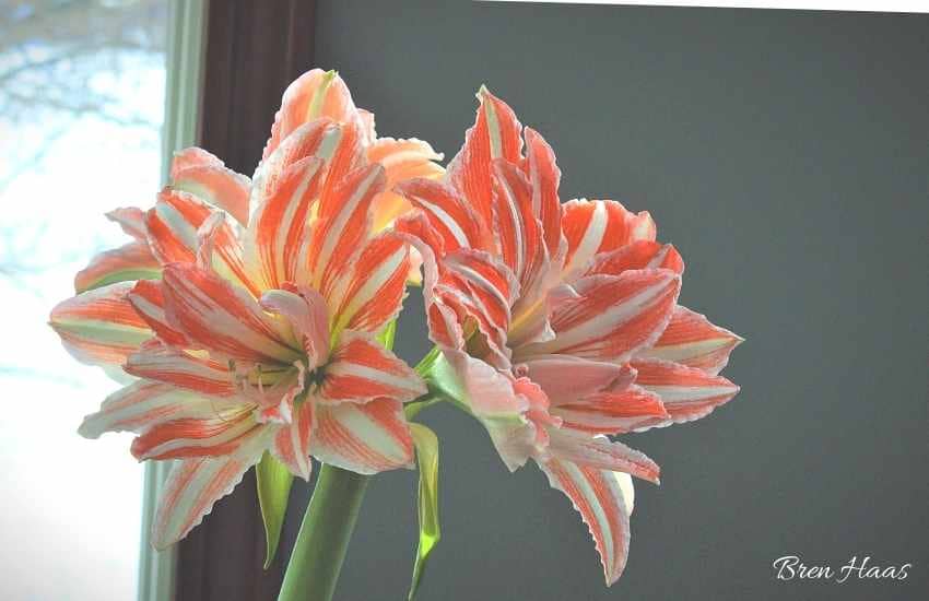 Double Bloom of Nymph Amaryllis