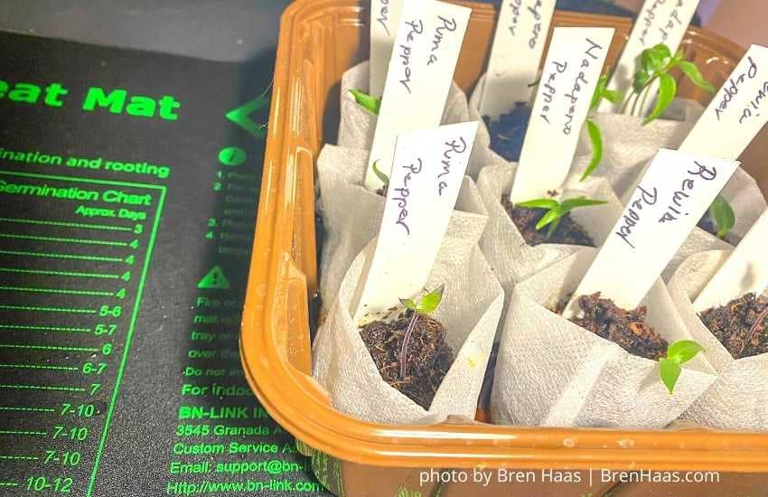 How to Use a Heat Mat for Seed Starting
