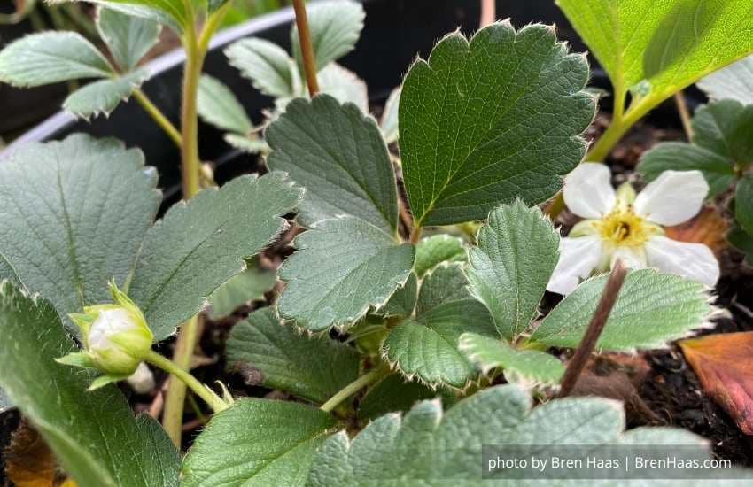 Blooms of Pineberry | White Carolina Strawberry