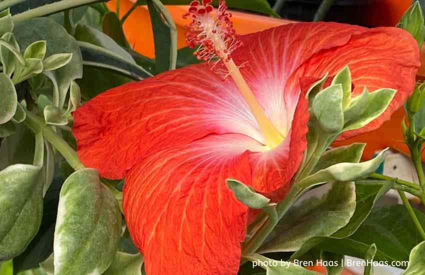 Hollywood Tropic Hibiscus Bloom in Dome November