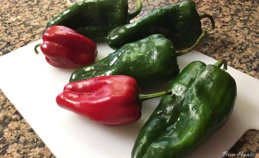 sweet peppers with poblano